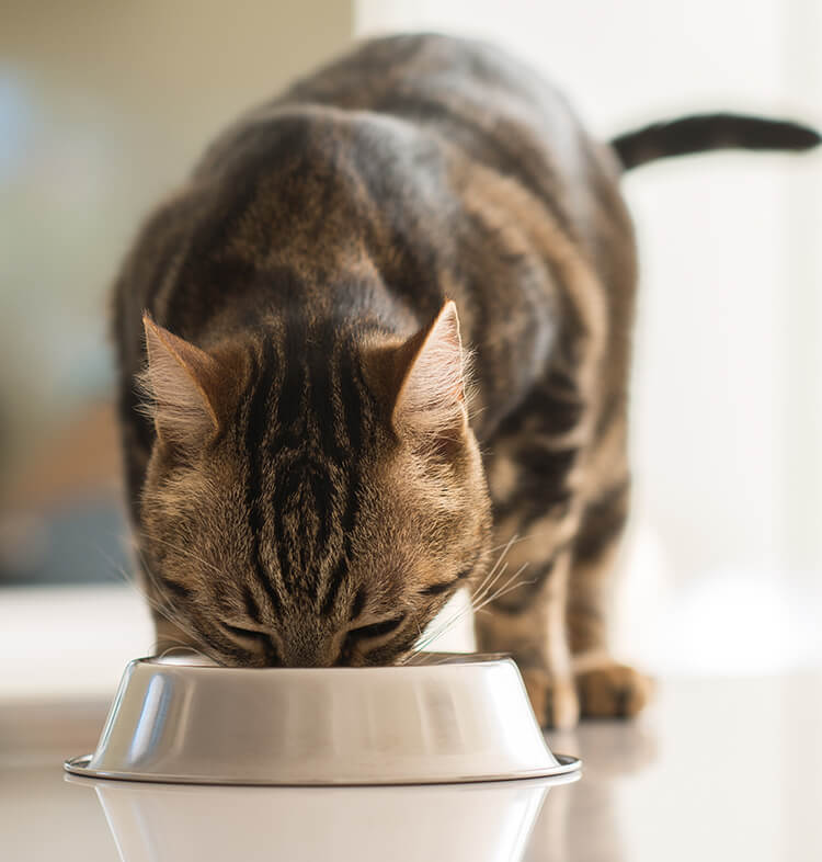 Feeding