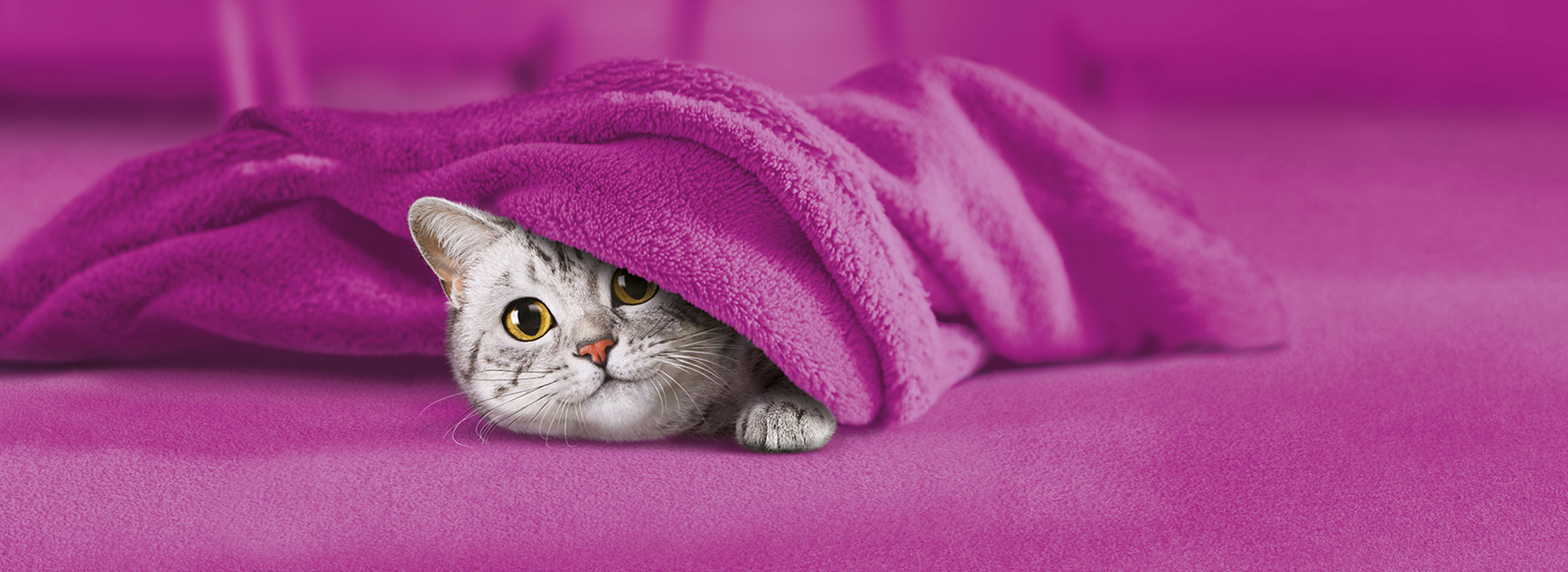 Tommy Under Blanket