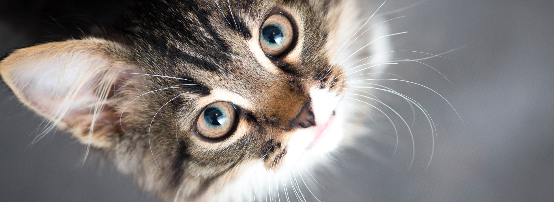 a-quel-age-un-Chaton-devient-un-chat.jpg
