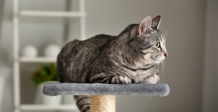 arbre-pour-chat-choisir-larbre-a-chat-ideal.jpg