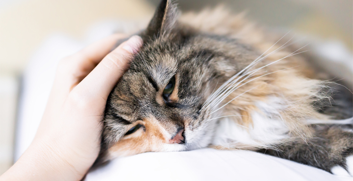 comment-savoir-si-un-chat-souffre-reconnaitre-les-signes.jpg