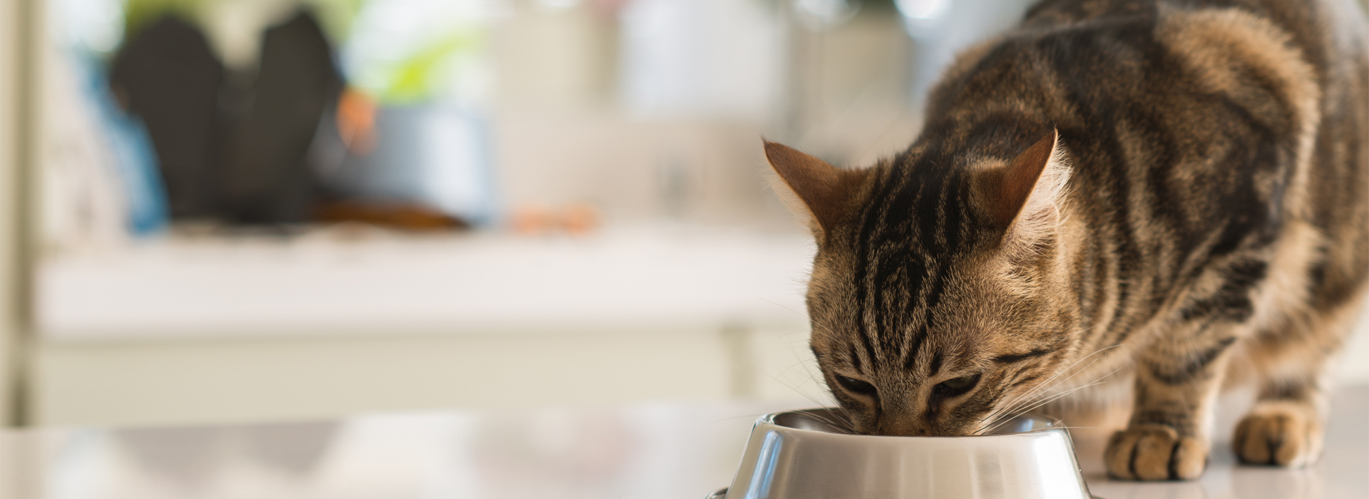 conseils-alimentation-chat-senior.jpg