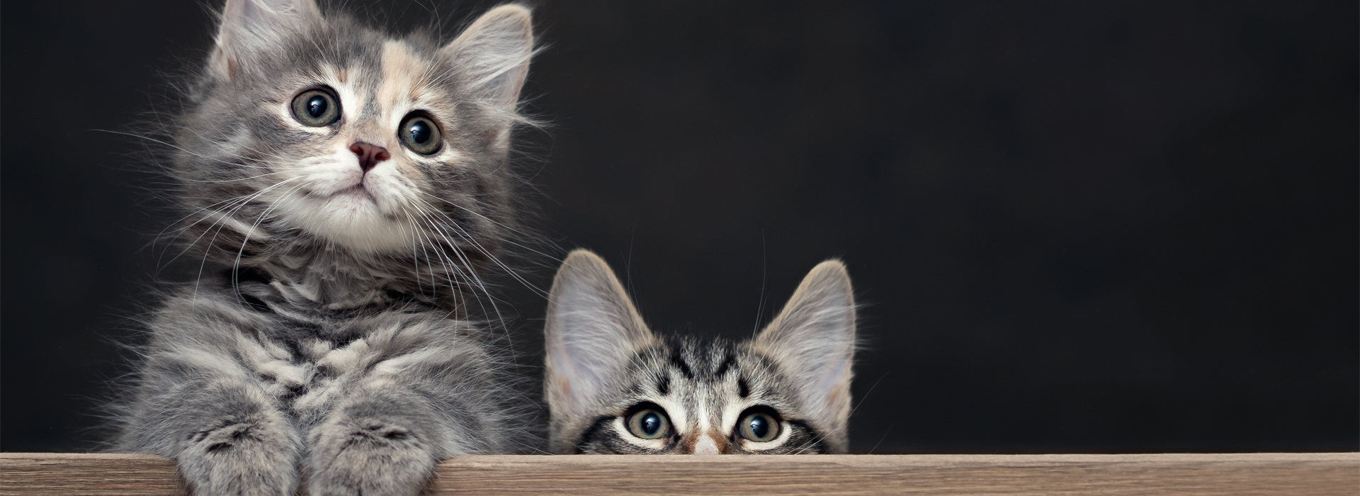 eduquer-son-Chaton-comment-bien-eduquer-son-Chaton.jpg