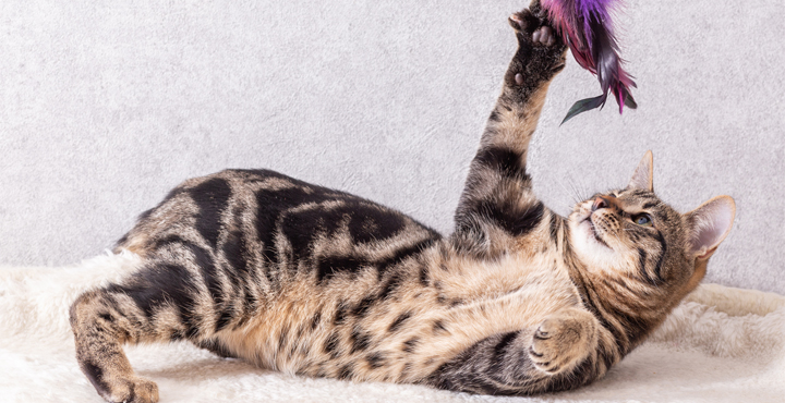jeux-du-chat-a-tout-age.jpg