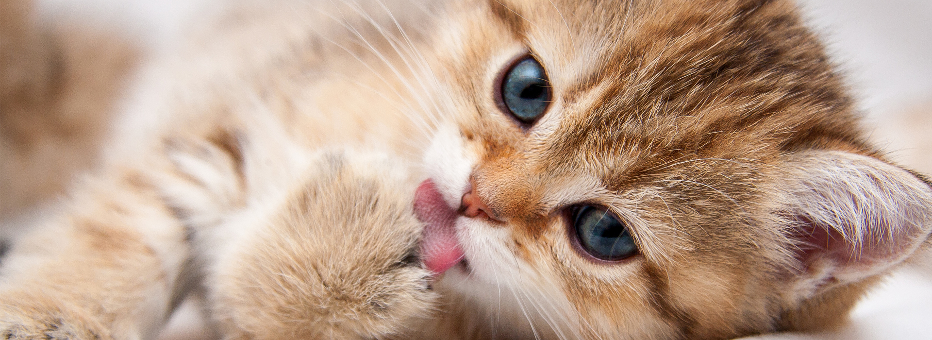 laver-un-Chaton-la-toilette-du-Chaton.jpg