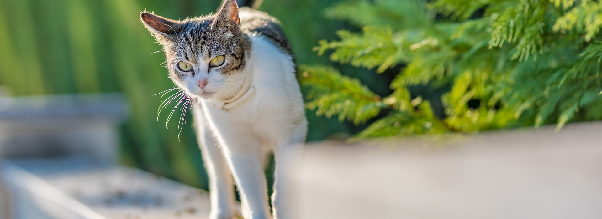 le-chat-et-vous-un-histoire-de-territoires.jpg