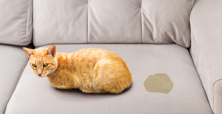 le-marquage-du-territoire-chez-le-chat.jpg