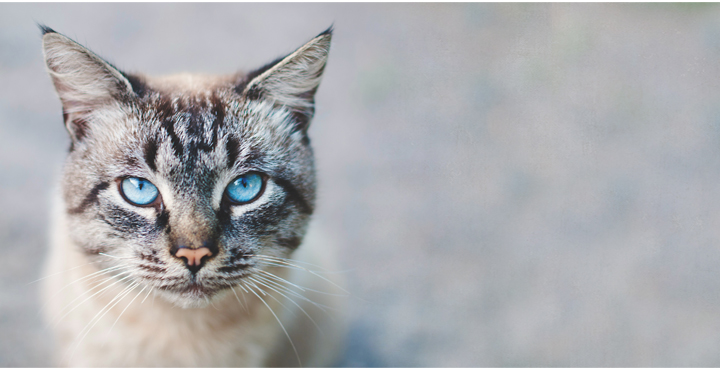 oeil-chat-un-oeil-de-lynx.jpg