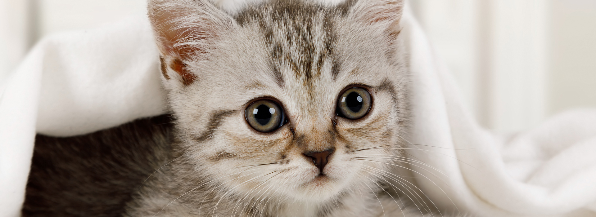 Chaton-en-bonne-sante-nos-conseils.jpg