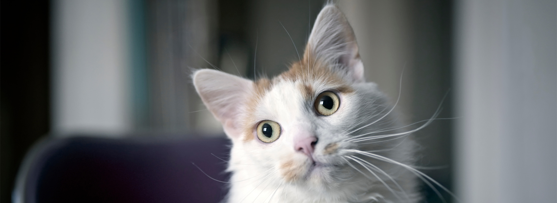 aider-votre-chat-a-bien-vieillir.jpg