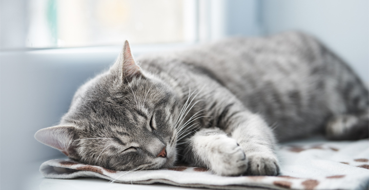 amenager-un-espace-de-repos-pour-votre-chat.jpg