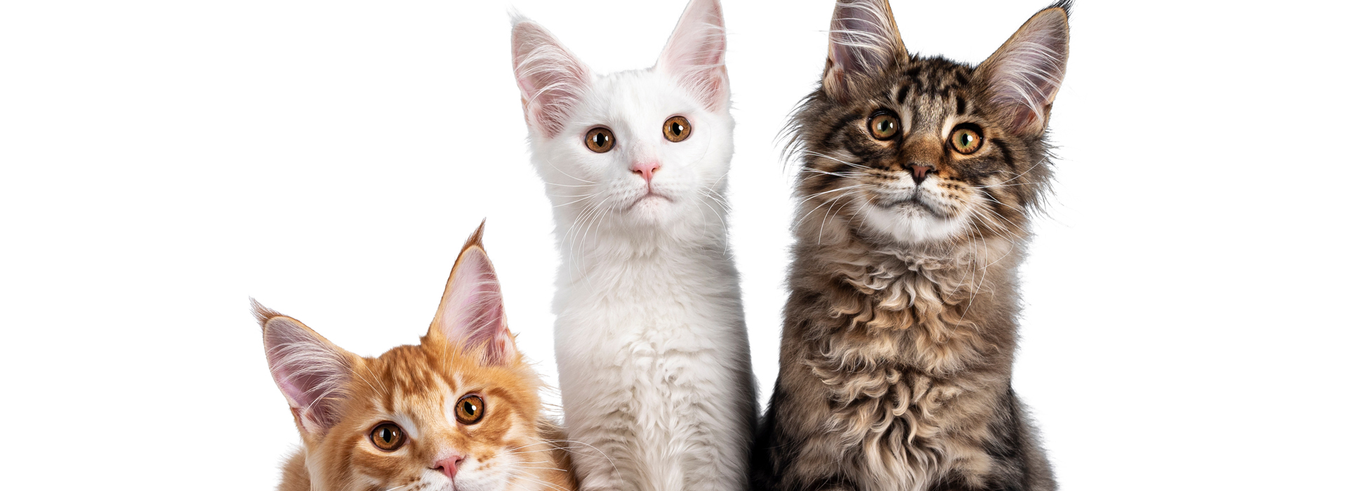 chat-de-race-ou-chat-de-gouttiere-nos-conseils.jpg