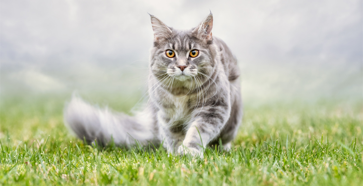 chat-dinterieur-ou-dexterieur.jpg