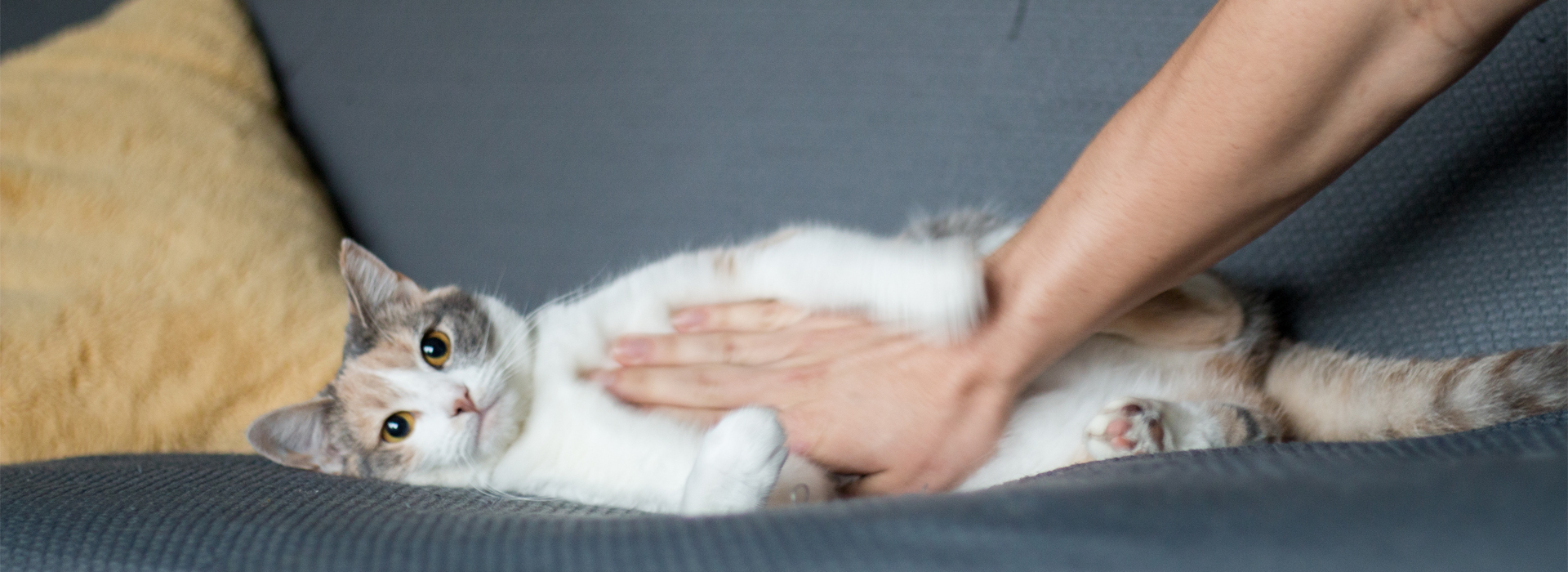 chat-intoxication-protegez-votre-chat.jpg