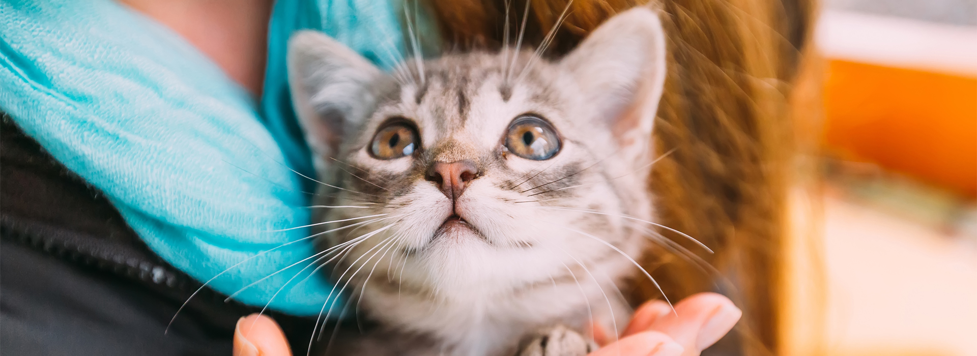 chat-peureux-que-faire.jpg