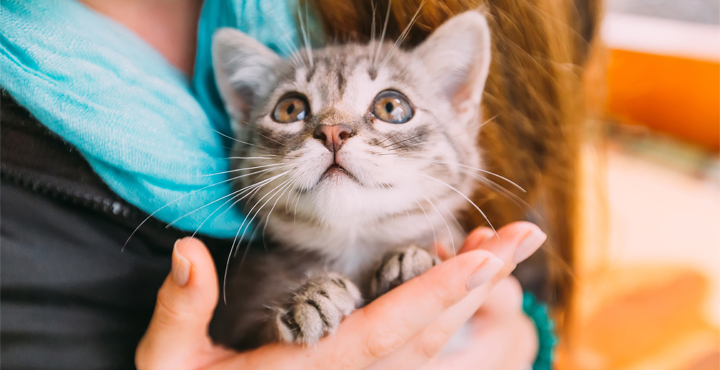 chat-peureux-que-faire.jpg