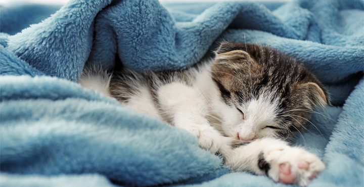 il-fait-froid-comment-proteger-mon-chat.jpg