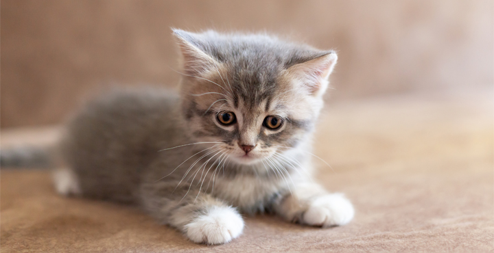 intoxication-Chaton-attention-au-poison-pour-les-Chaton.jpg