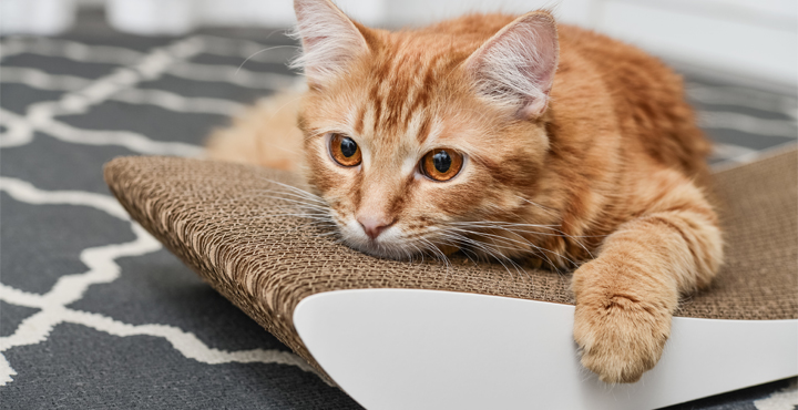le-stress-chez-le-chat.jpg