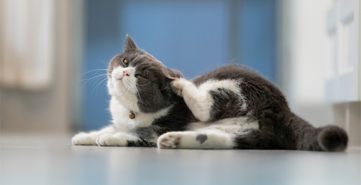 mon-chat-se-gratte-constamment.jpg