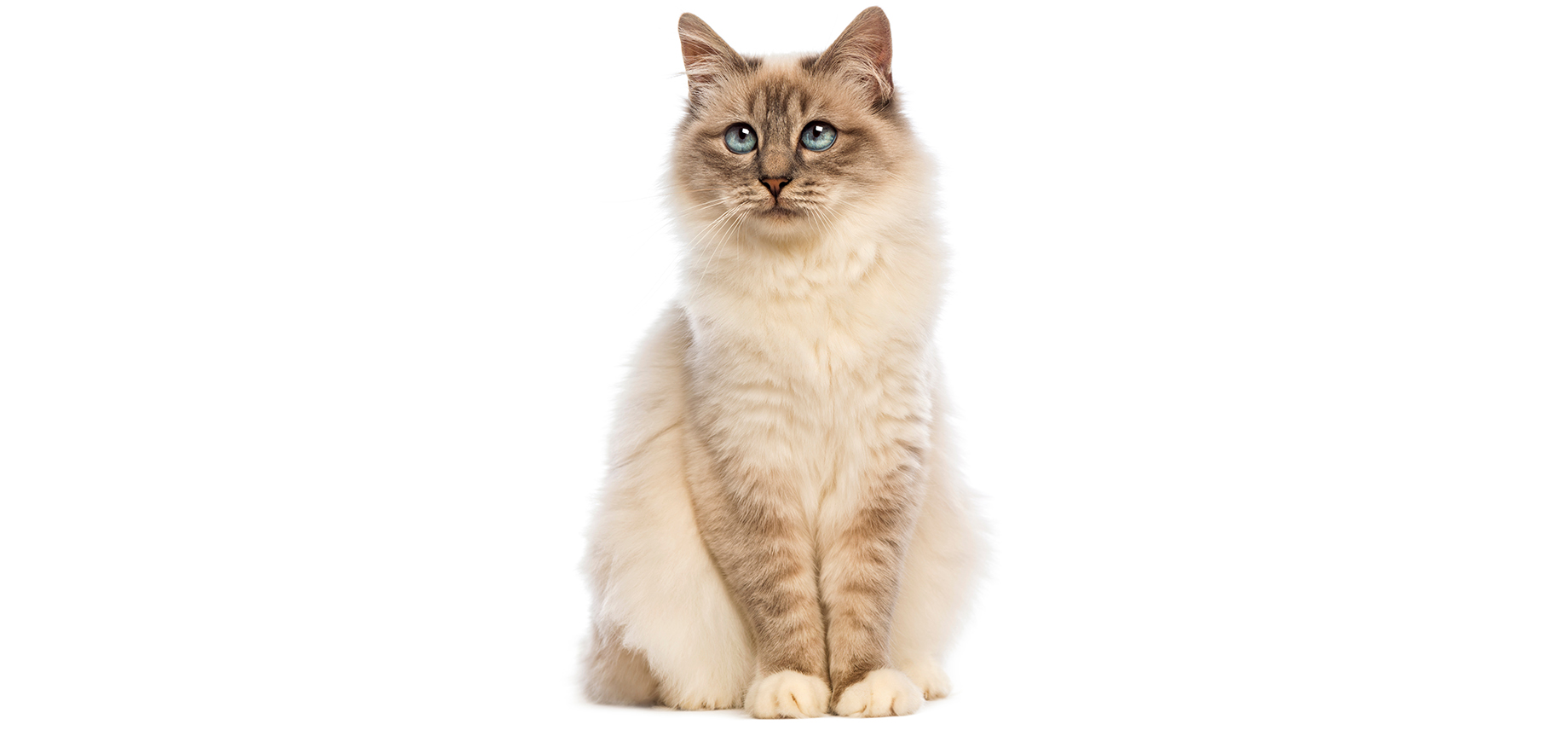 Birman.jpeg