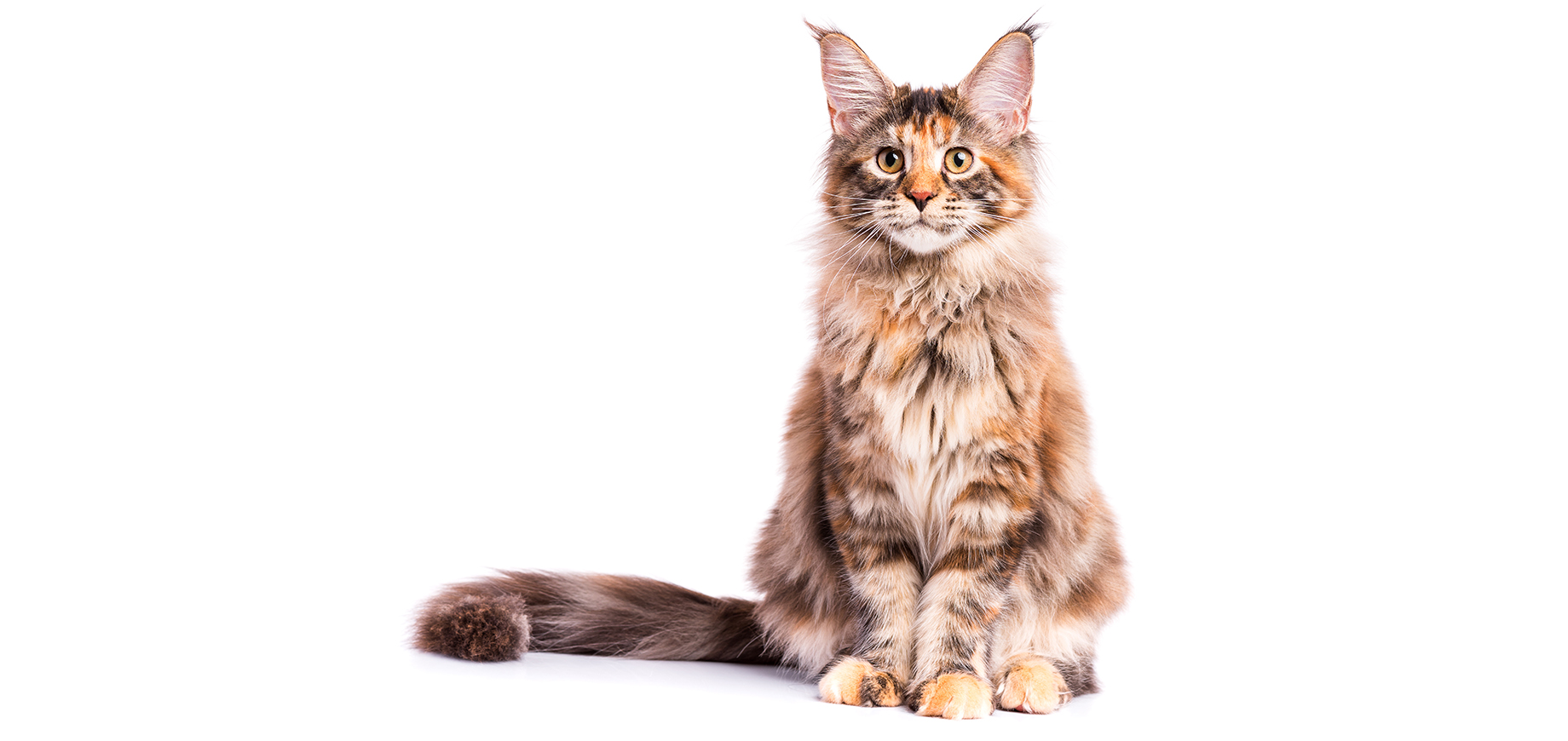 Maine Coon.jpeg