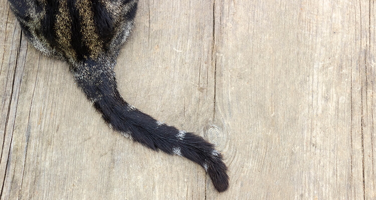 the tail of a leopard-coloured cat on a wooden surface