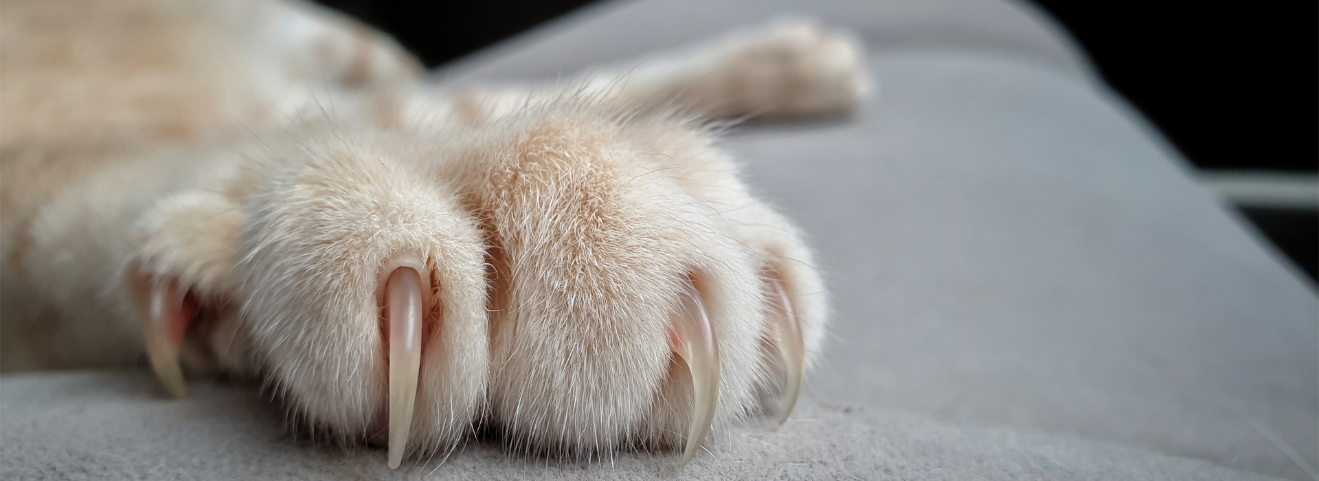Claws