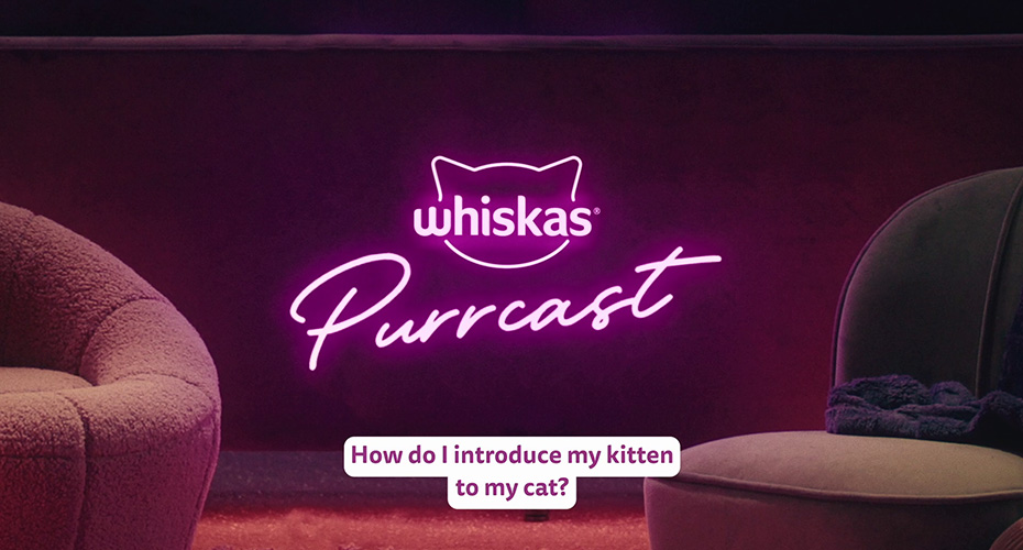 Introducing a new cat