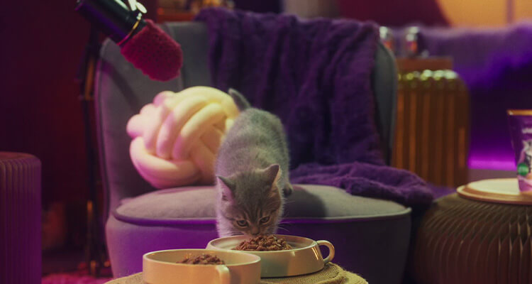 Why do cats purr?