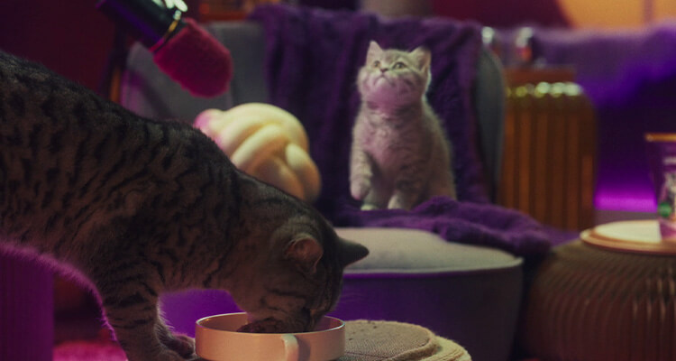 Weaning Kittens