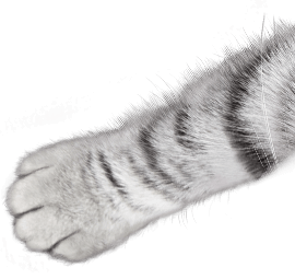 paw