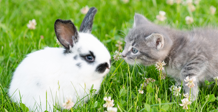 cohabitation-chat-and-autres-animaux-nos-conseils.jpg