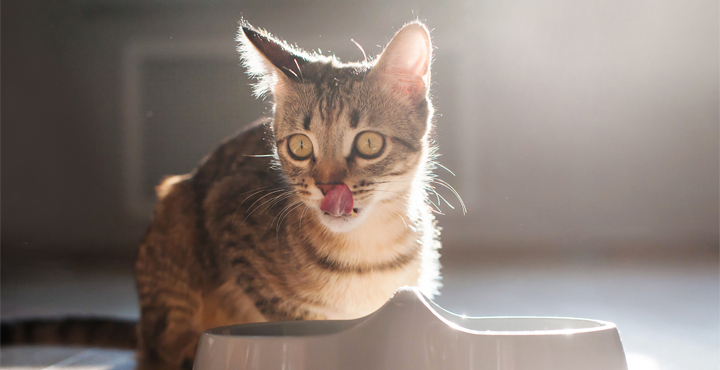 de-multiples-petits-repas-pour-votre-Chaton.jpg