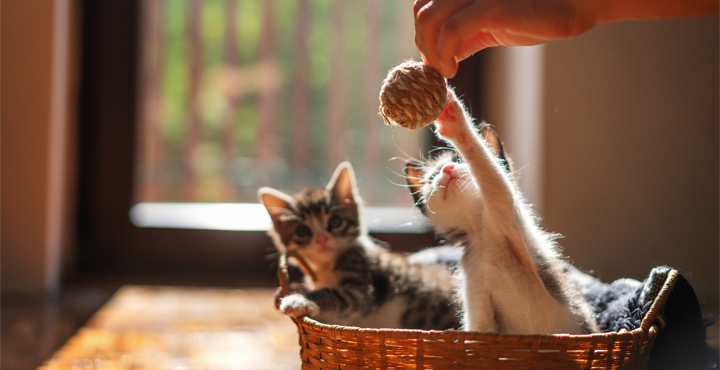 jouez-avec-votre-Chaton.jpg