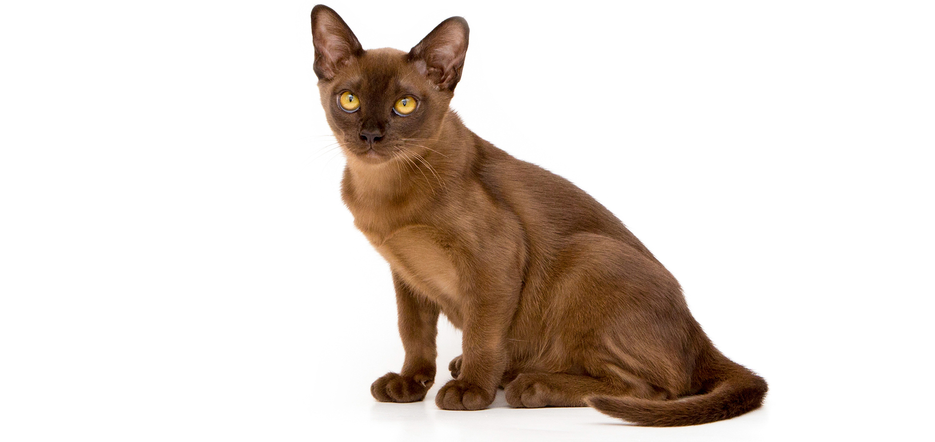 Burmese.jpeg