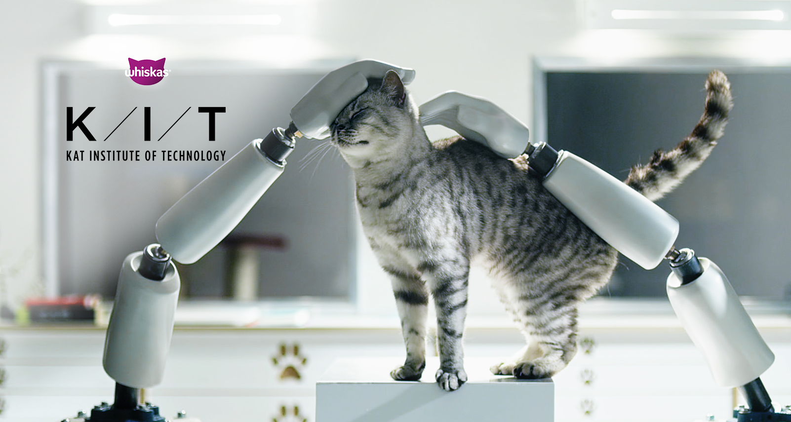 What is the average lifespan of a cat?