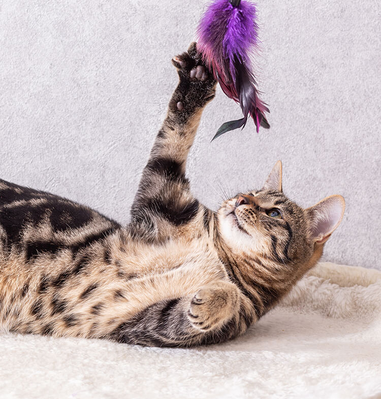 Socializing and Play