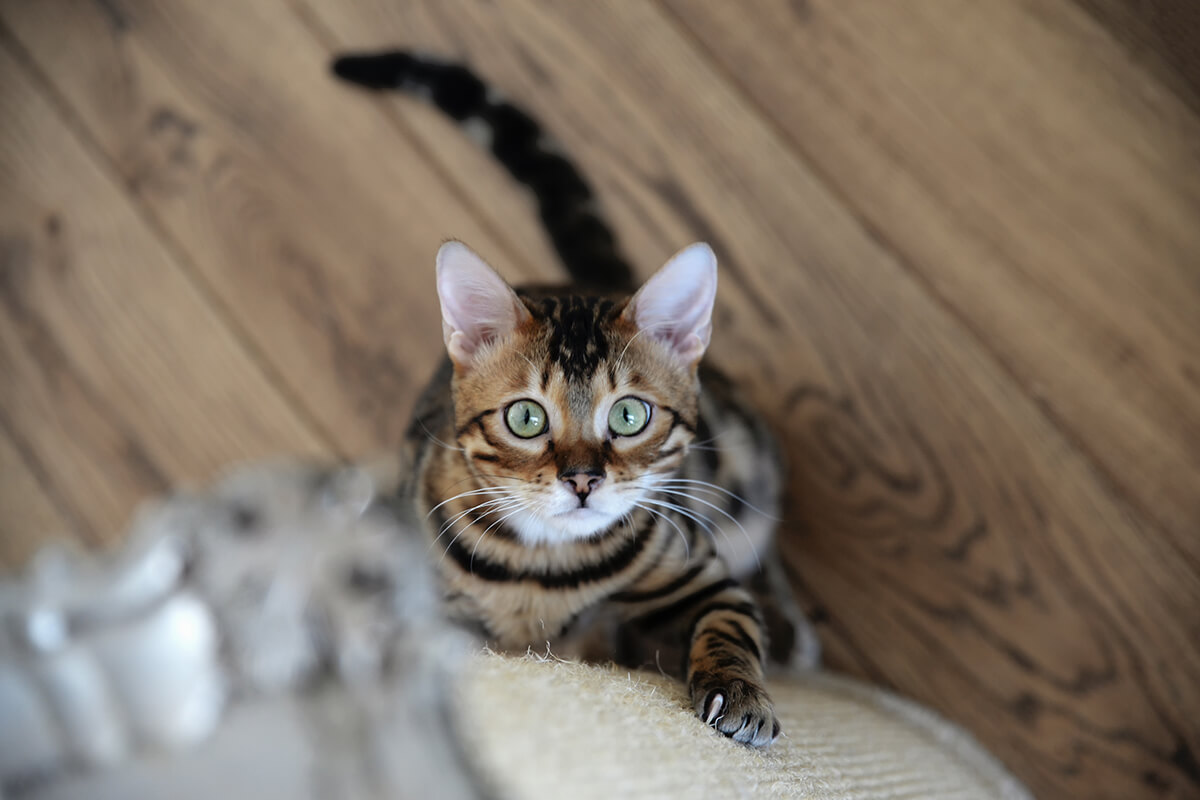 Bengal cat scratching the furniture