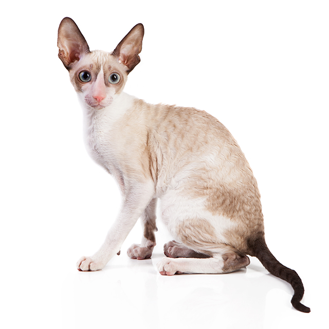 Cornish Rex.jpeg