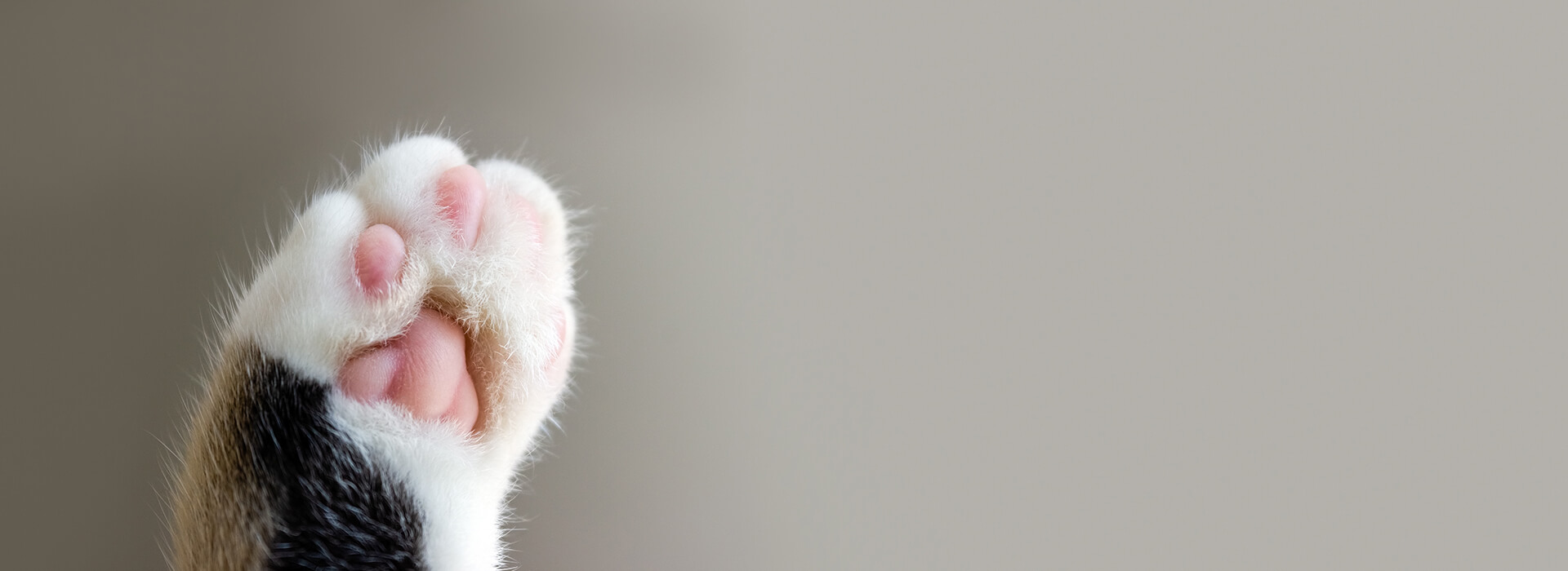 Cat's paw extreme closeup on beige background.