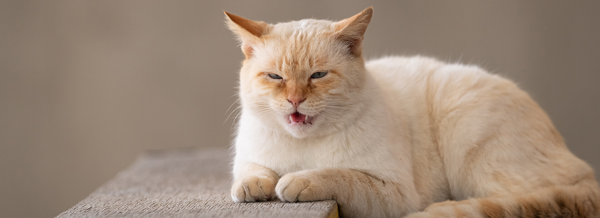 A cat that is meowing while sitting on a bench