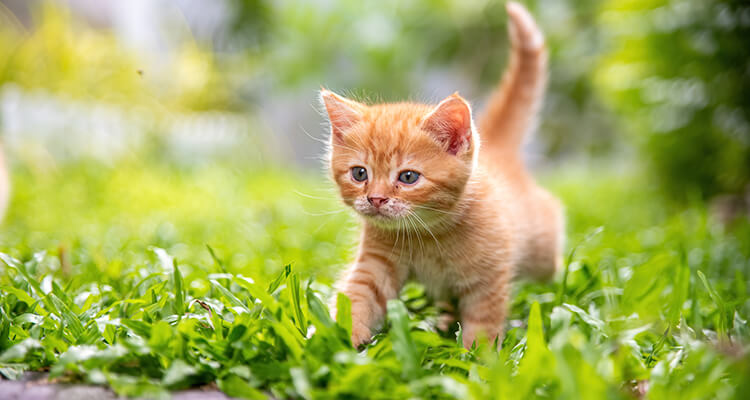 Kitten in the grass walking with confidence alone, with the tail held up.