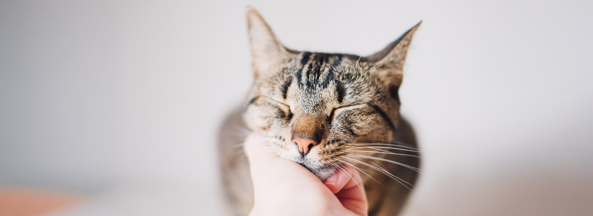 A close-up of a content tabby cat with its eyes closed, enjoying being gently stroked under the chin by a human hand.