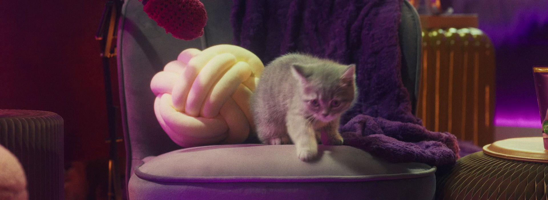 Can cat eat human food