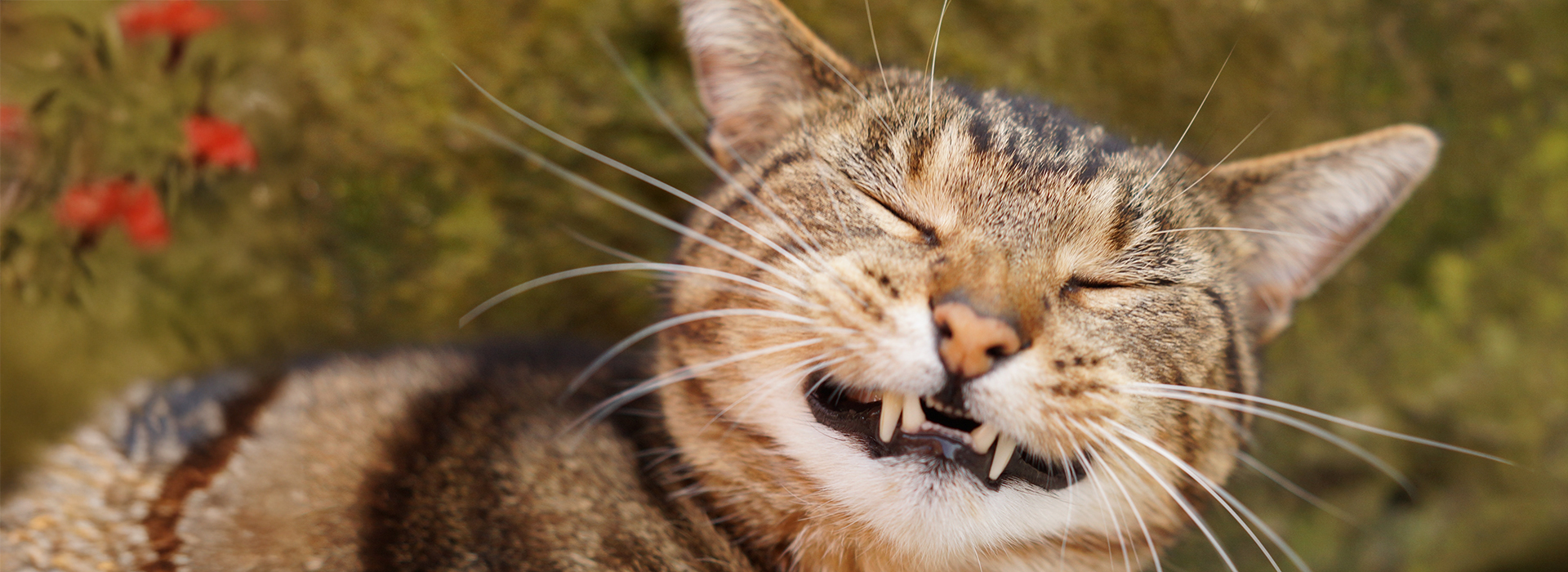 Happy smiling tabby cat with teeth out.