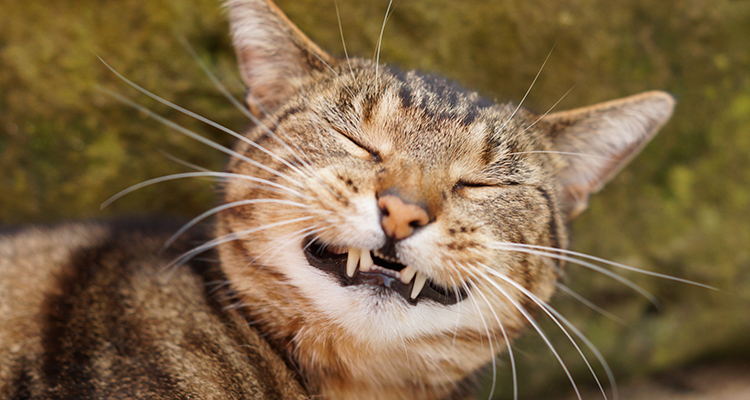 Happy smiling tabby cat with teeth out.