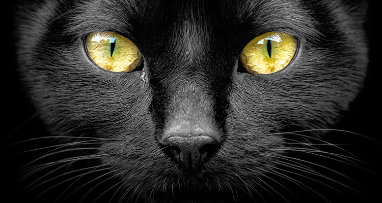 Closeup shot of a black cat with coloured eyes