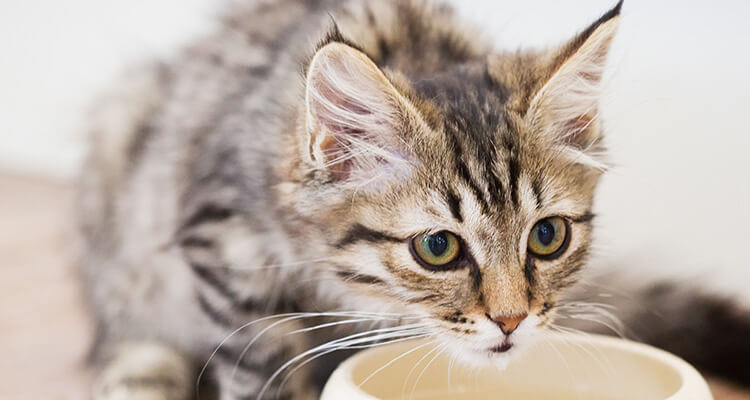 kitten drinking from a bowl