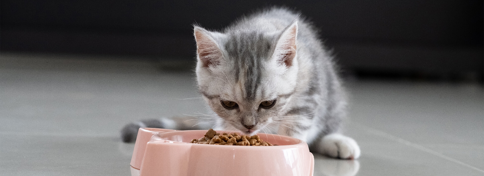Grey tabby kitten eating dry food from a pink bowl on a shiny tiled floor.